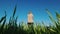 A female farmer stands alone in a field of green wheat, a view from behind