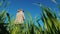 A female farmer stands in a field of green wheat. Low angle shot