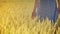 Female farmer touching wheat in golden wheat field. Woman hand touch grass