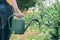 Female farmer with watering can in organic orchard