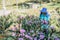 Female farmer workers are working in the apricot tree garden, Beautiful pink apricot flowers