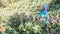 Female farmer workers are working in the apricot tree garden, Beautiful pink apricot flowers