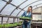 Female farmer working in large greenhouse. Organic food.