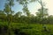 Female farmers harvesting at tea crop landscape