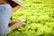 Female farmers hold a magnifying glass to find insects and check the quality of vegetables in the greenhouse.