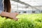 Female farmers hold a magnifying glass to search for insects and check the quality of vegetables.