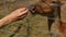 female feeds the deer with hand behind a fence in zoo