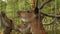 female feeds the deer with hand behind a fence in zoo