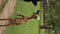 female feeds the goat with hand behind a fence in zoo on a sunny day.