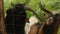 female feeds the goat with hand behind a fence in zoo on a sunny day.