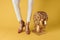 Female feet head sculptures golden color luxury fashion yellow background