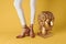 Female feet head sculptures golden color luxury fashion yellow background