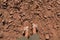 Female feet with sandals stands on cracked, parched soil in Ait Ben Haddou, a historic clay village in Morocco. Global warming