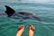 Female feet in the water against the background of a free dolphin floating in the sea, the Red Sea coast. dolphin reef to Israel