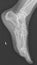 female feet xray radiograph