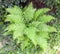 Female fern is a typical wild-growing specimen of a female Stalk Bush