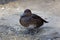 A Female Ferruginous Pochard, Aythya nyroca