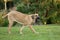 Female of Fila Brasileiro (Brazilian Mastiff)