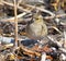 Female finch stops on the lawn