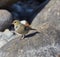 Female finch stops on the stone