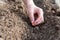 Female fingers are holding one bean seed for planting in the soil in garden bed. Planting