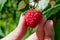 Female fingers pluck ripe red raspberry berry from a Bush with green leaves,  landscape