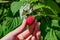 Female fingers pluck ripe red raspberry berry from a Bush with green leaves,  landscape