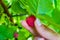 Female fingers pluck ripe red raspberry berry from a Bush with green leaves,  landscape