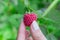 Female fingers pluck ripe red raspberry berry from a Bush with green leaves,  landscape