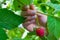 Female fingers pluck ripe red raspberry berry from a Bush with green leaves,  landscape