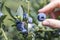 Female fingers plucking ripe blueberries from a bush.