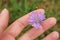 Female fingers touch wild purple flower in summer garden