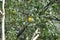 Female flame-colored Tanager stripe-backed tanager portrait in natural environment