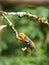 Female flame-colored Tanager stripe-backed tanager portrait in natural environment