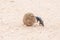 Female flightless dung beetle rolling dung ball