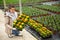 Female floriculturist arranging pots with blooming Calendula