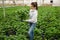 Female floriculturist checking potted hortensia