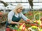 Female florist in apron with scissors working with red begonia in hothouse