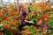 Female florist arranging potted begonias