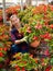 Female florist arranging potted begonias