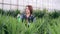 Female florist caring for yucca plant.