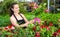 Female florist cultivating Dipladenia in greenhouse
