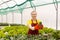 Female florist in a greenhouse holds a pot with indoor succulent