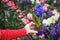 Female florist hands with blue hyacinth with water drops in flower pot, greenhouse with plants