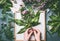 Female florist hands making flowers bunch with green leaves on work space with white tray