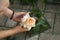 Female florist unwrap fresh rose and put in glass florarium.Event fresh flowers decoration. Florist workflow. Wedding banquet