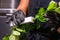 Female florist using a thorn - leaf stripper on a rose