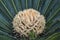 A female flower of cycad