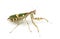 Female flower mantis - Creobroter gemmatus, isolated