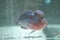 female flowerhorn fish